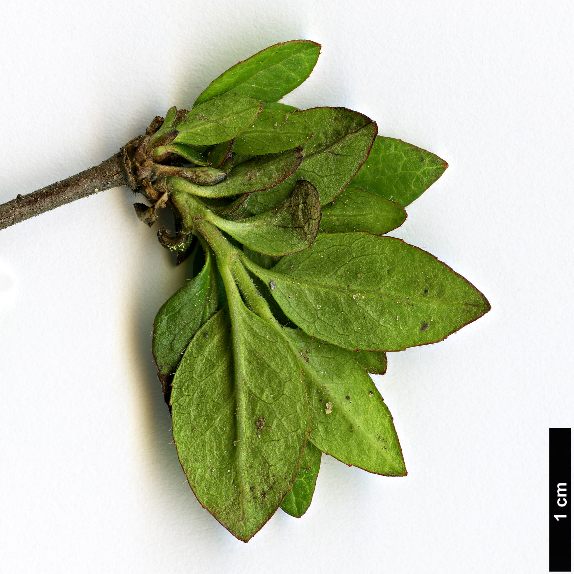 High resolution image: Family: Caprifoliaceae - Genus: Vesalea - Taxon: floribunda